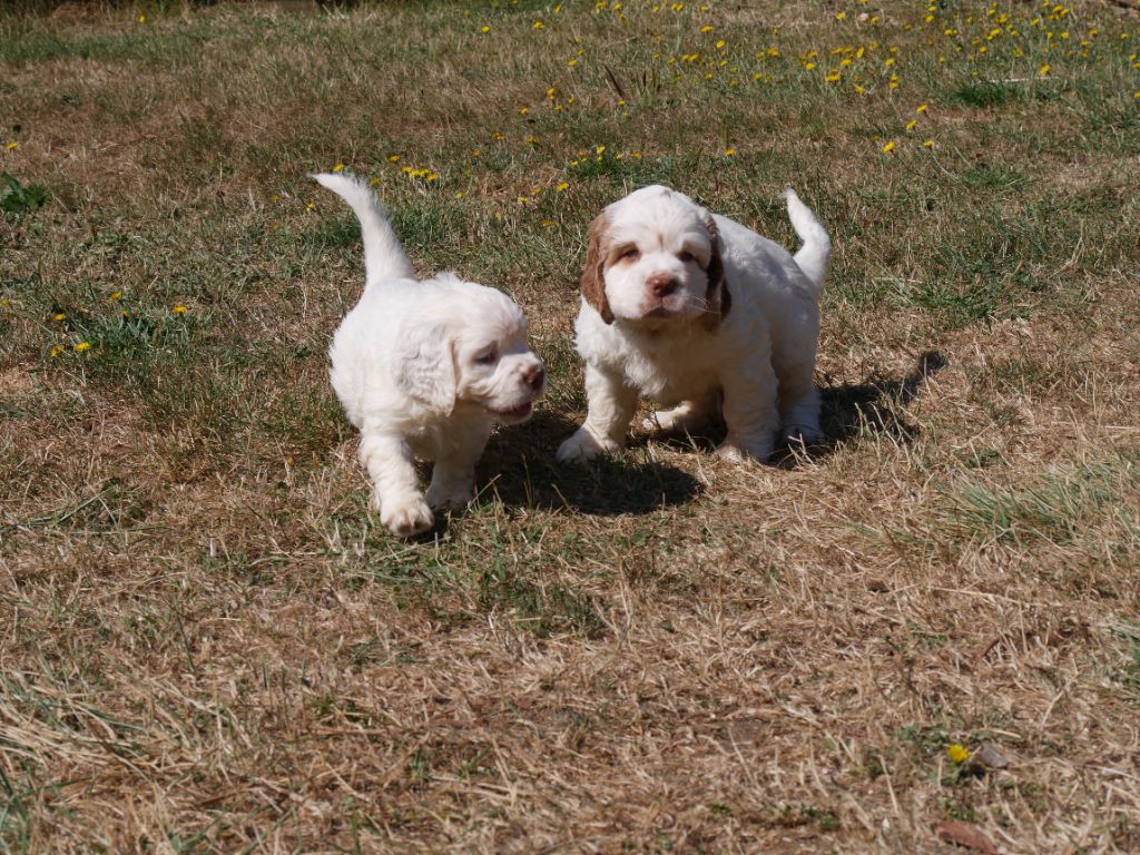 chiot Clumber Spaniel Des Touches Du Perche