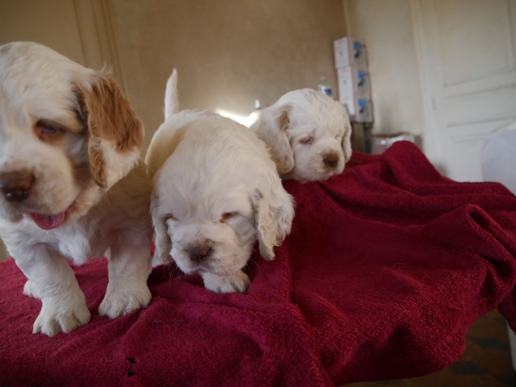 Des Touches Du Perche - Clumber Spaniel - Portée née le 04/11/2019