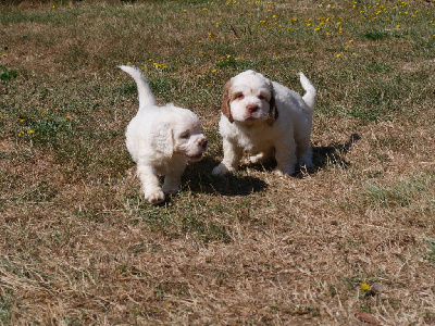 Des Touches Du Perche - Clumber Spaniel - Portée née le 29/06/2022