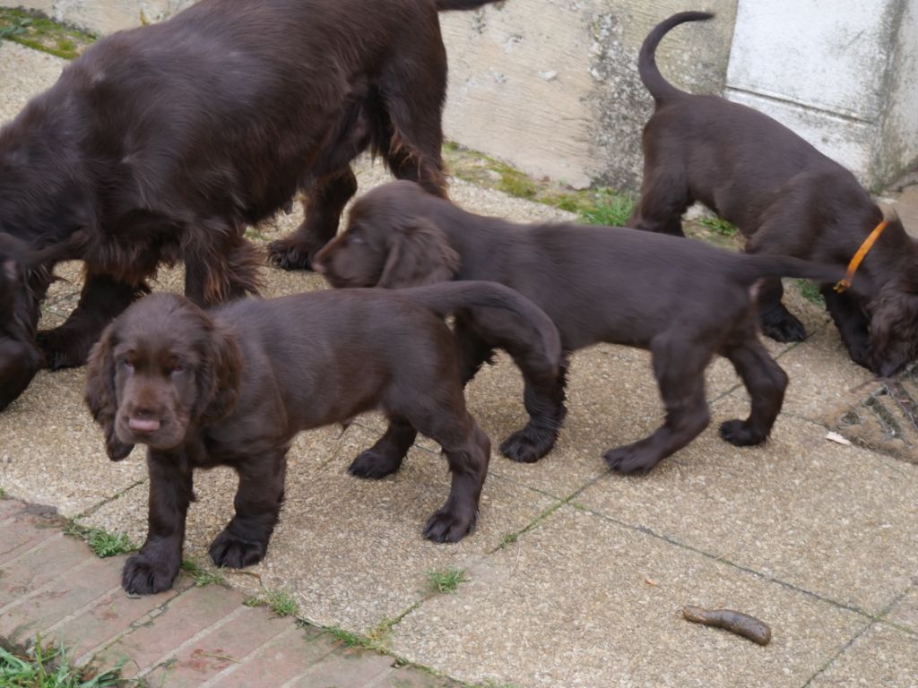 Chiot Field Spaniel Des Touches Du Perche